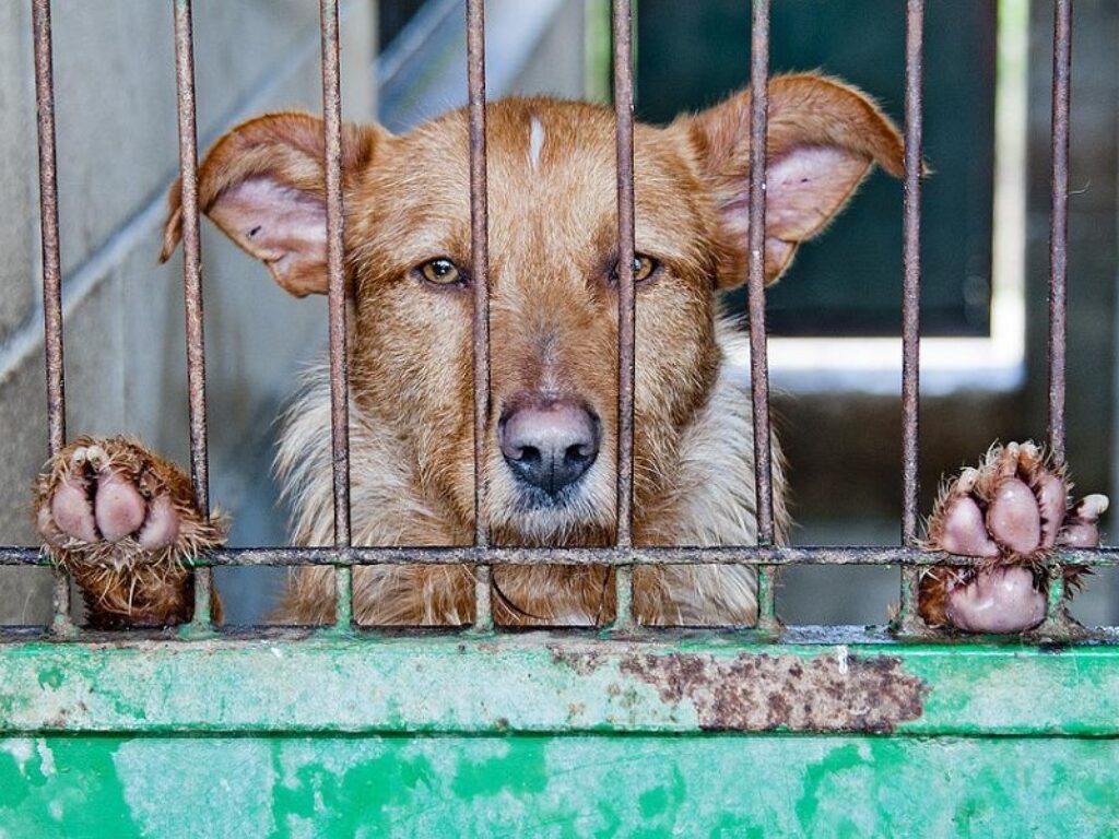 festival della carne di cane di yulin