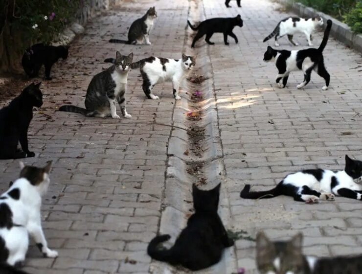 gatti benevento randagismo