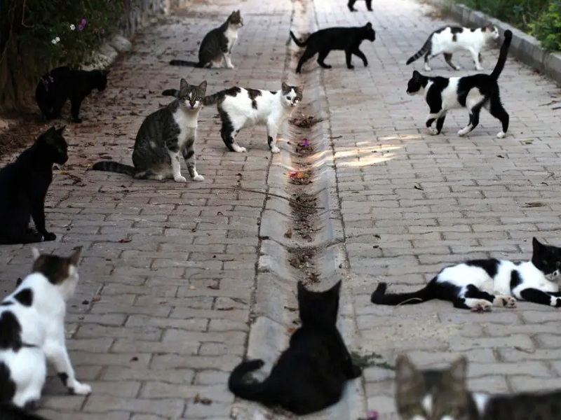 gatti benevento randagismo