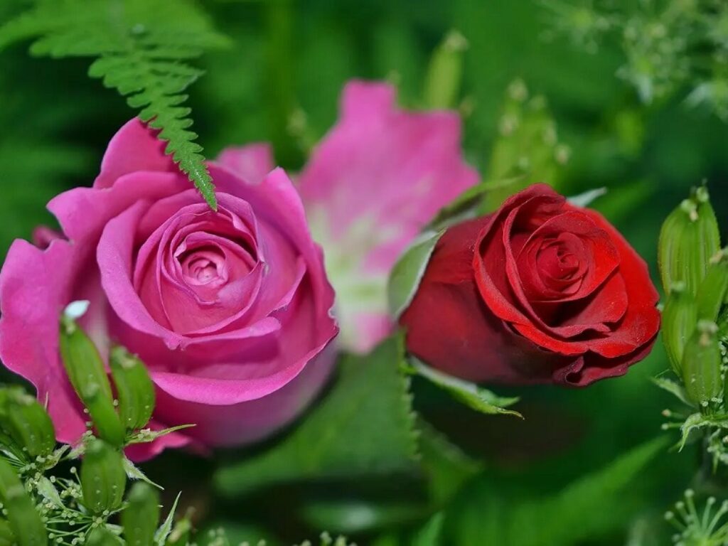 rose fiori florovivaismo settore florovivaistico