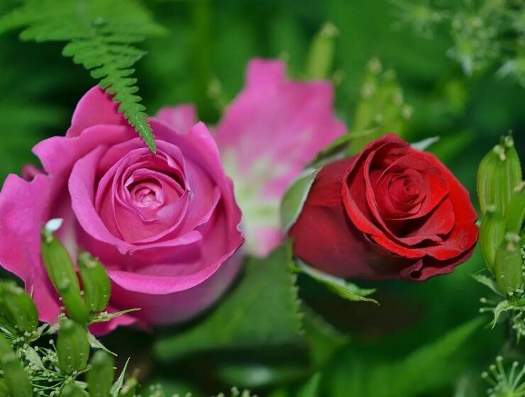 rose fiori florovivaismo settore florovivaistico