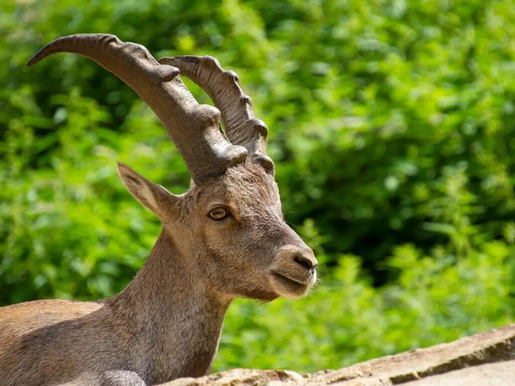 stambecco scatoletta di tonno