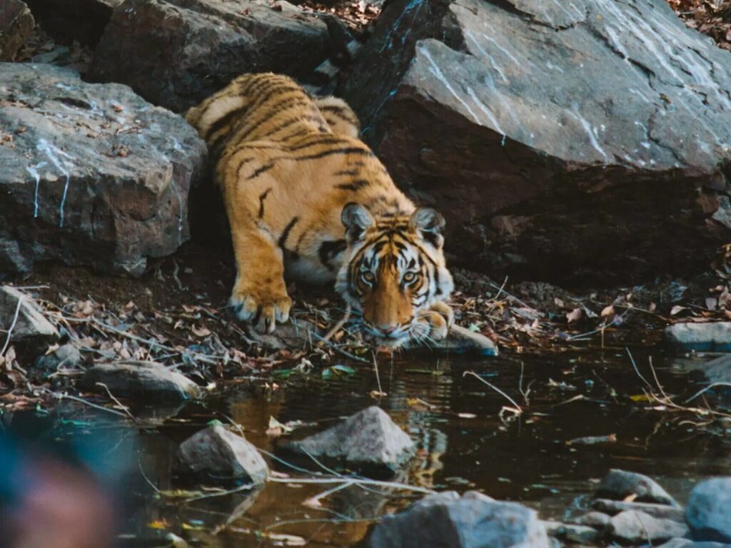 tigri nepal