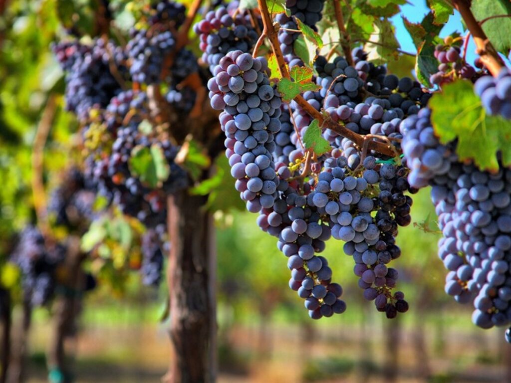 programma viva vini veneti