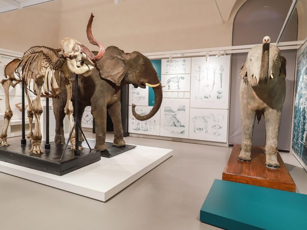 Al Museo Kosmos di Pavia dal 2 ottobre "You Are Darwin", un nuovo percorso immersivo tra realtà virtuale ed esperienza live con gli occhi di Charles Darwin.