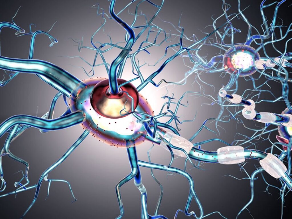 staminali neurali sclerosi multipla attività fisica