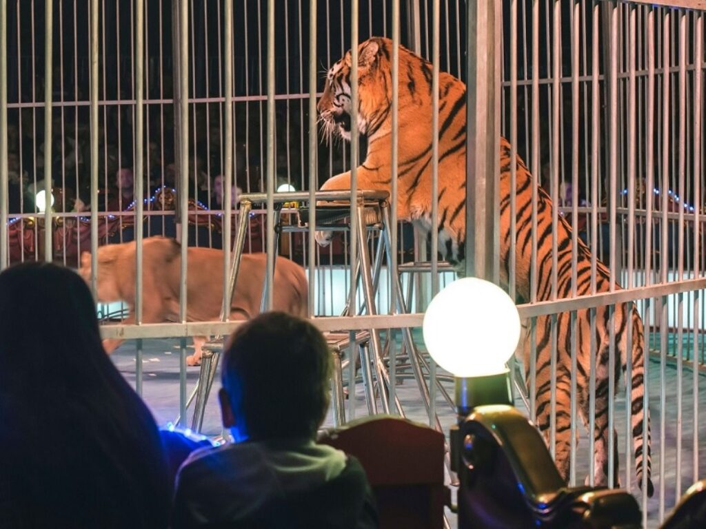 circo animali