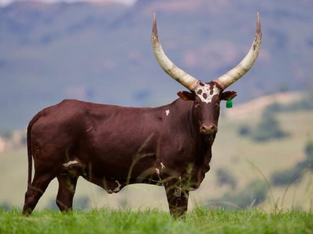 mucche uganda