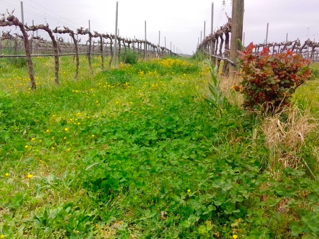 vigneti della basilicata