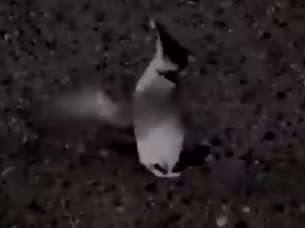 pinguino reggio video