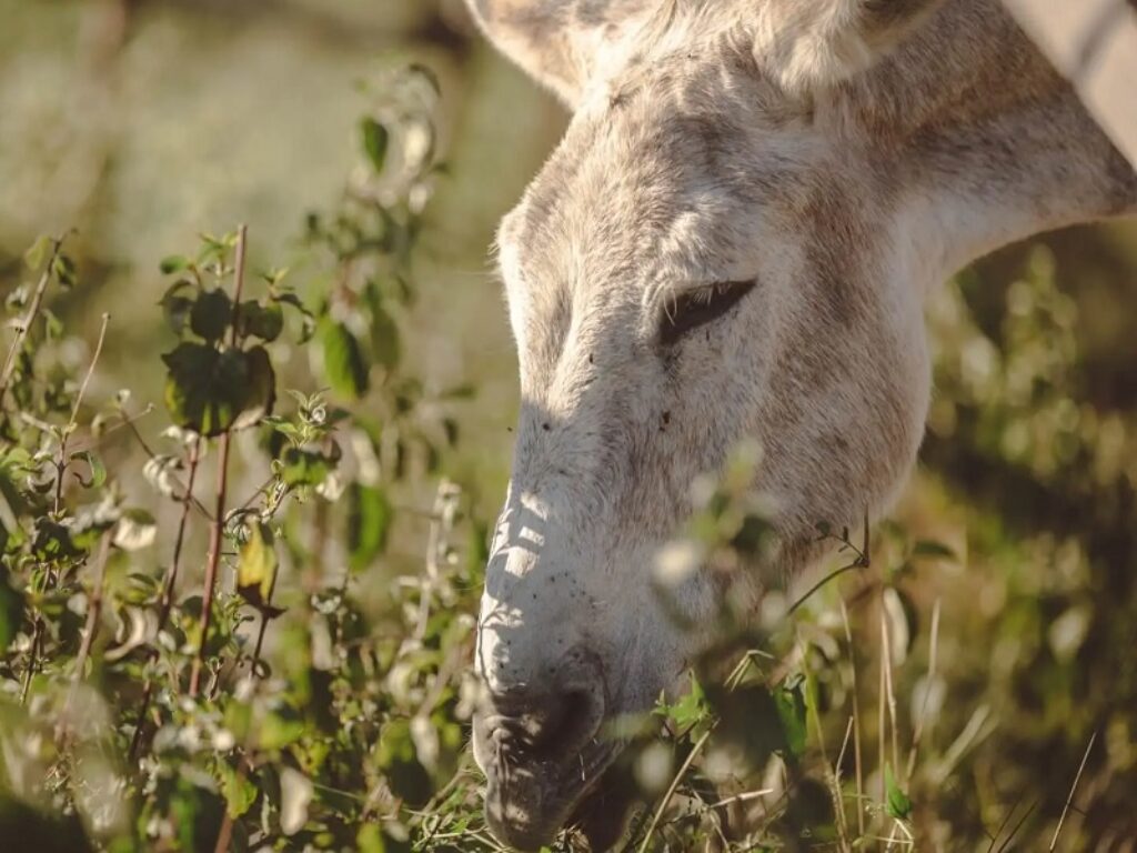 Italian Horse Protection calendario cavalli