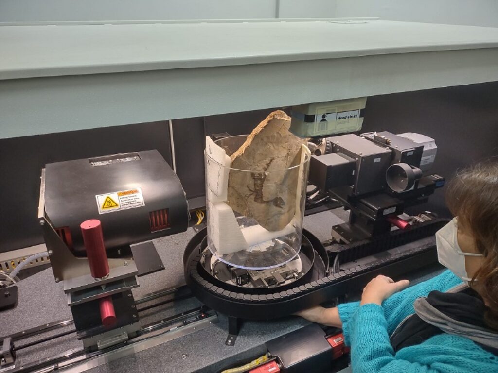 dinosauro ciro pietraroja