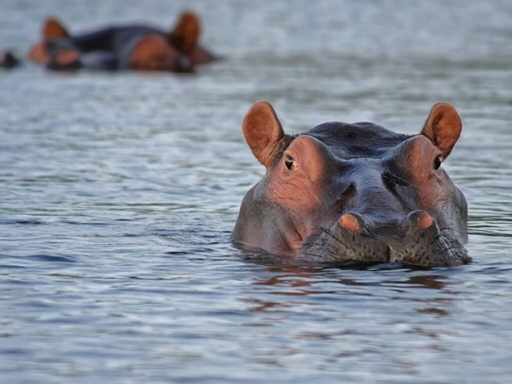 ippopotamo