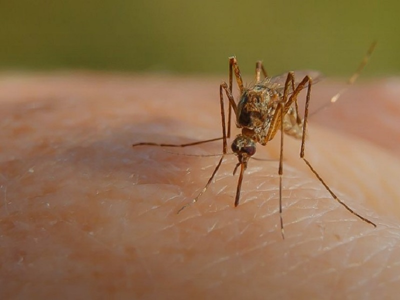 west nile virus zanzara