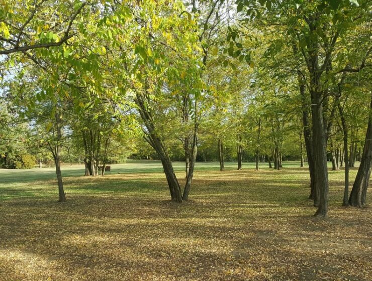 e.on boschi treedom spiritus