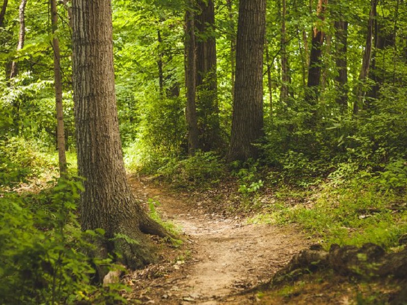 L’Appennino tosco emiliano lancia i crediti di sostenibilità