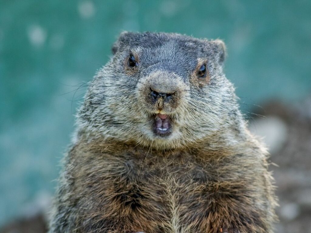 giorno della marmotta