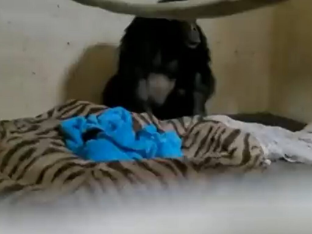 mamma scimpanzè