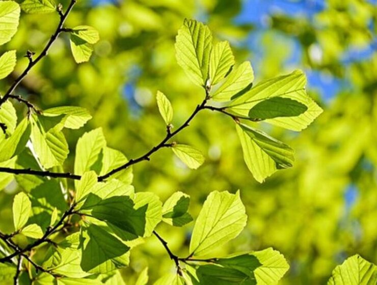 Platani, olmi, bagolari e querce vegetazione