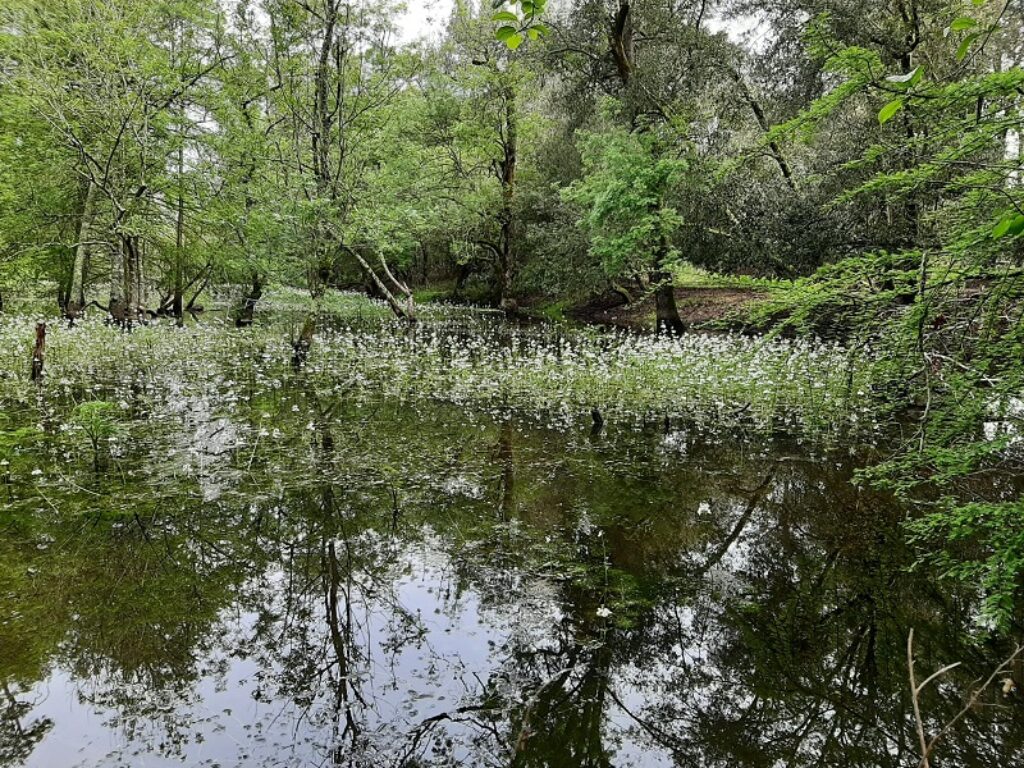 oasi lipu massaciuccoli