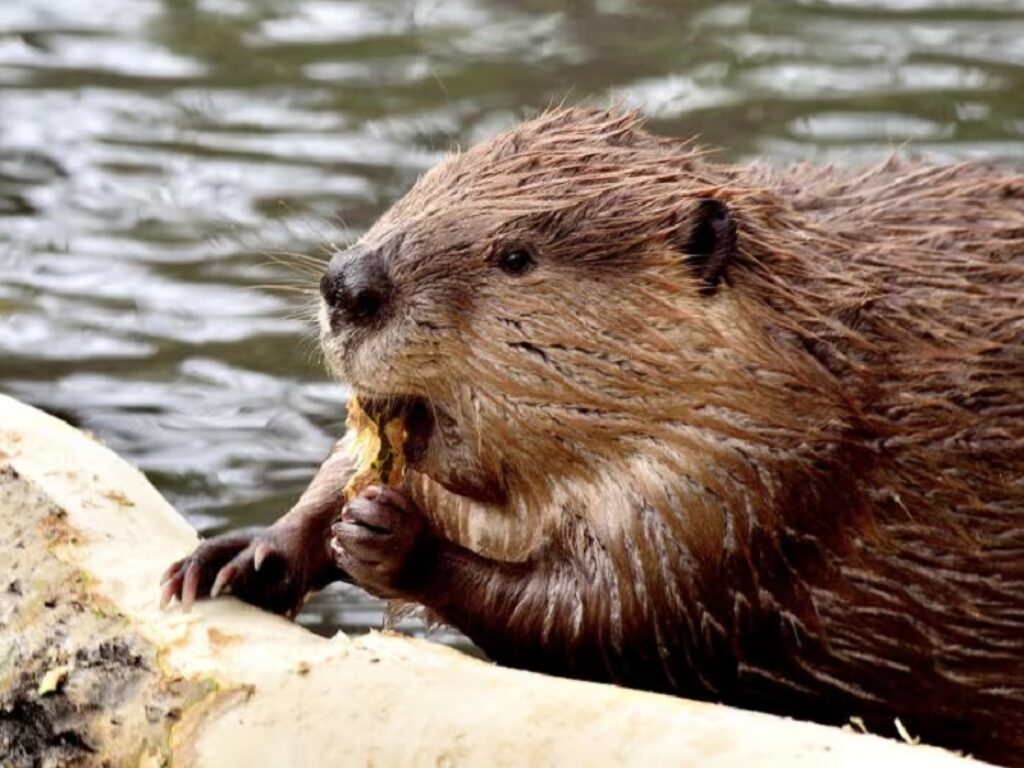 castoro europeo