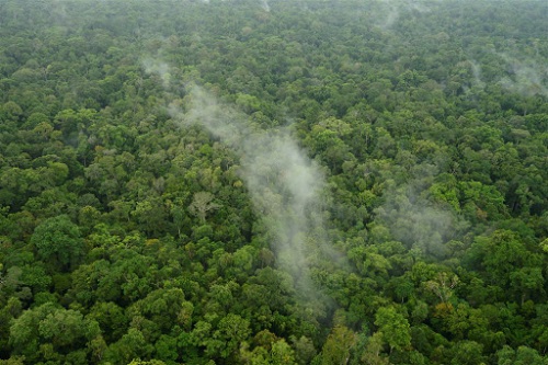 foreste regioni umide monoterpeni