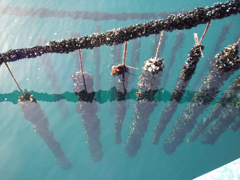 acidificazione mediterraneo acquacoltura