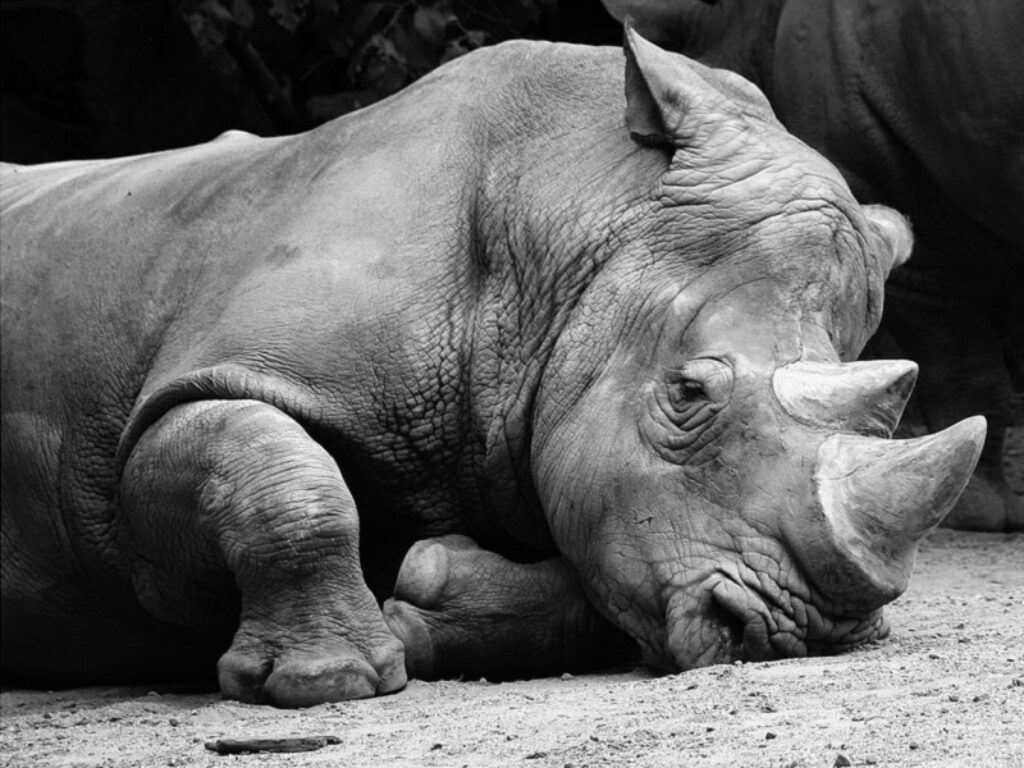 rinoceronte bianco