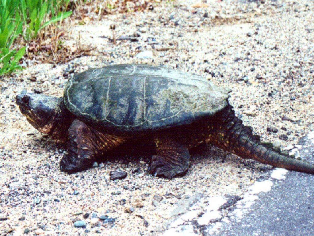 tartaruga azzannatrice