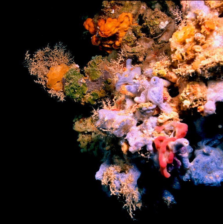 National Biodiversity Future Center NBFC