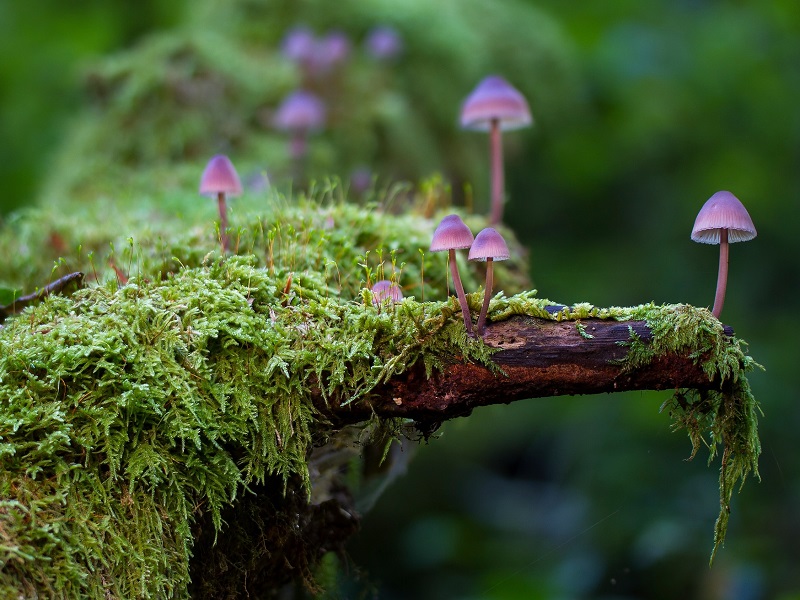 National Biodiversity Future Center NBFC