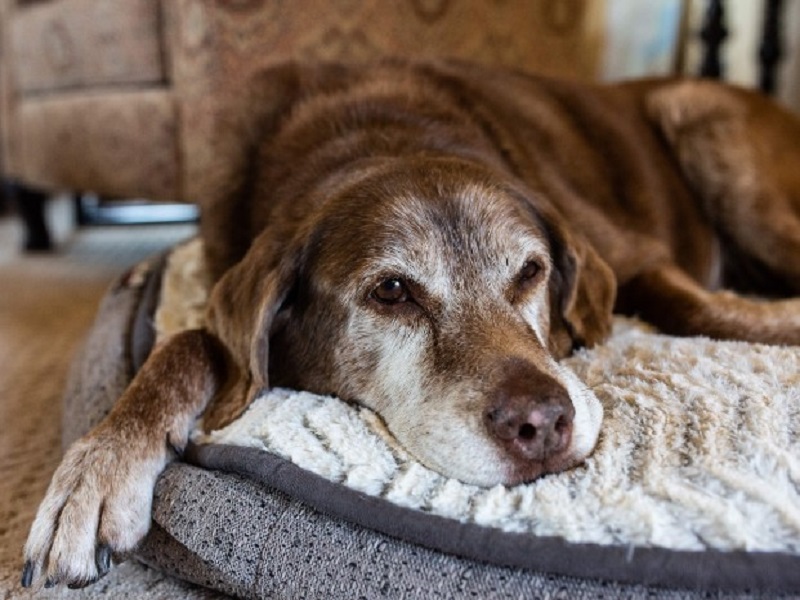 cani anziani cane infelice