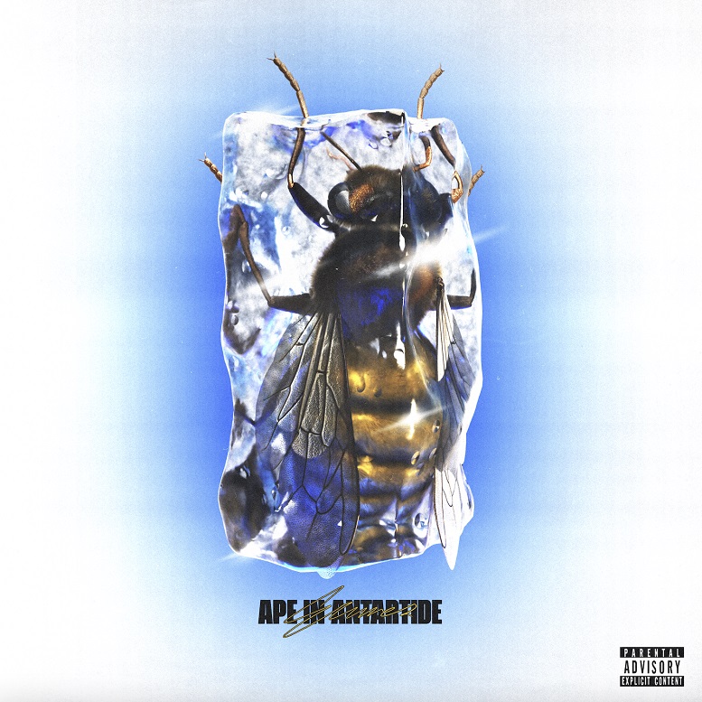 ermes ape in antartide