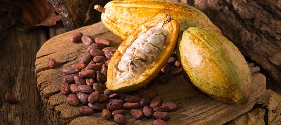 maersk fave cacao