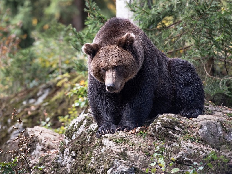 orso mj5 andreas kieling