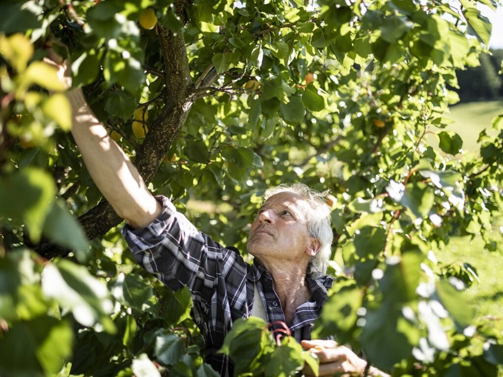 Albicocche Val Venosta