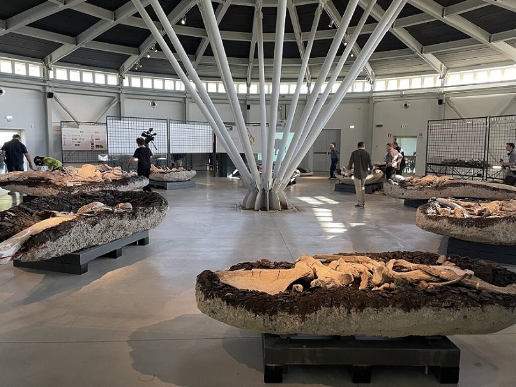 Museo paleontologico