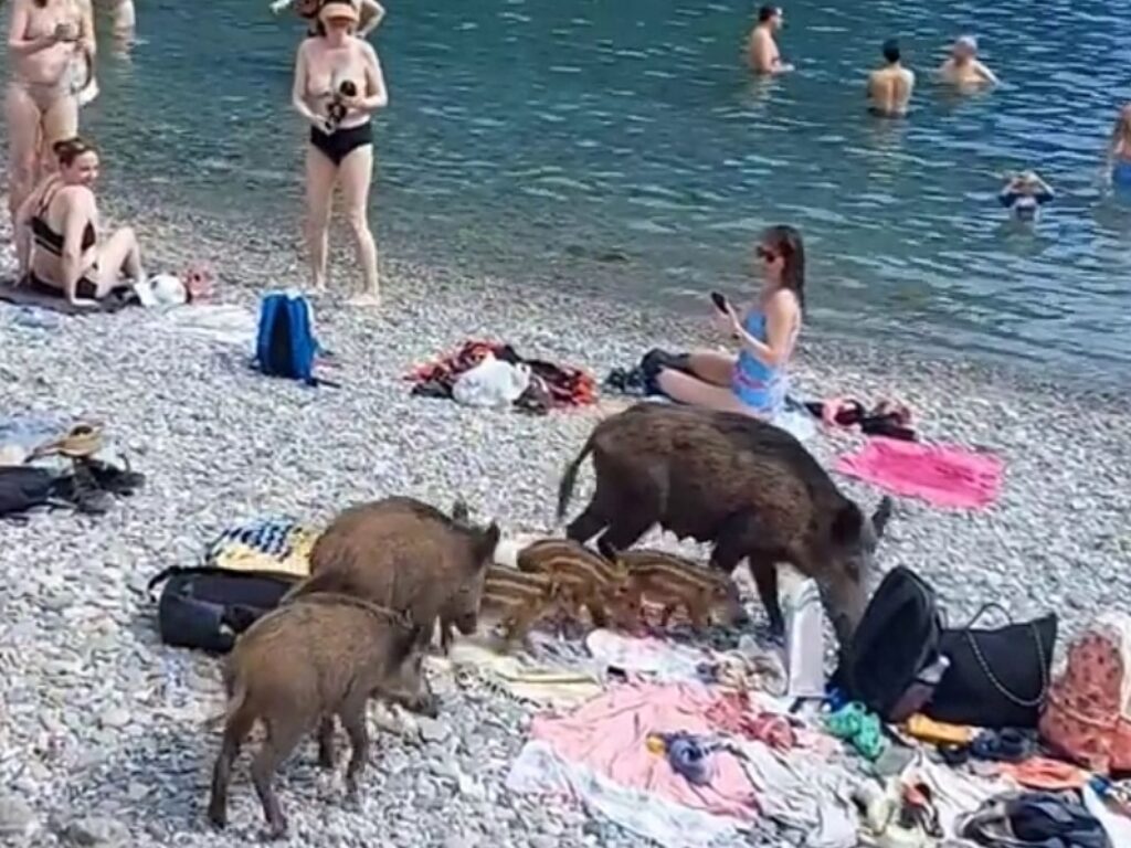cinghiali spiaggia