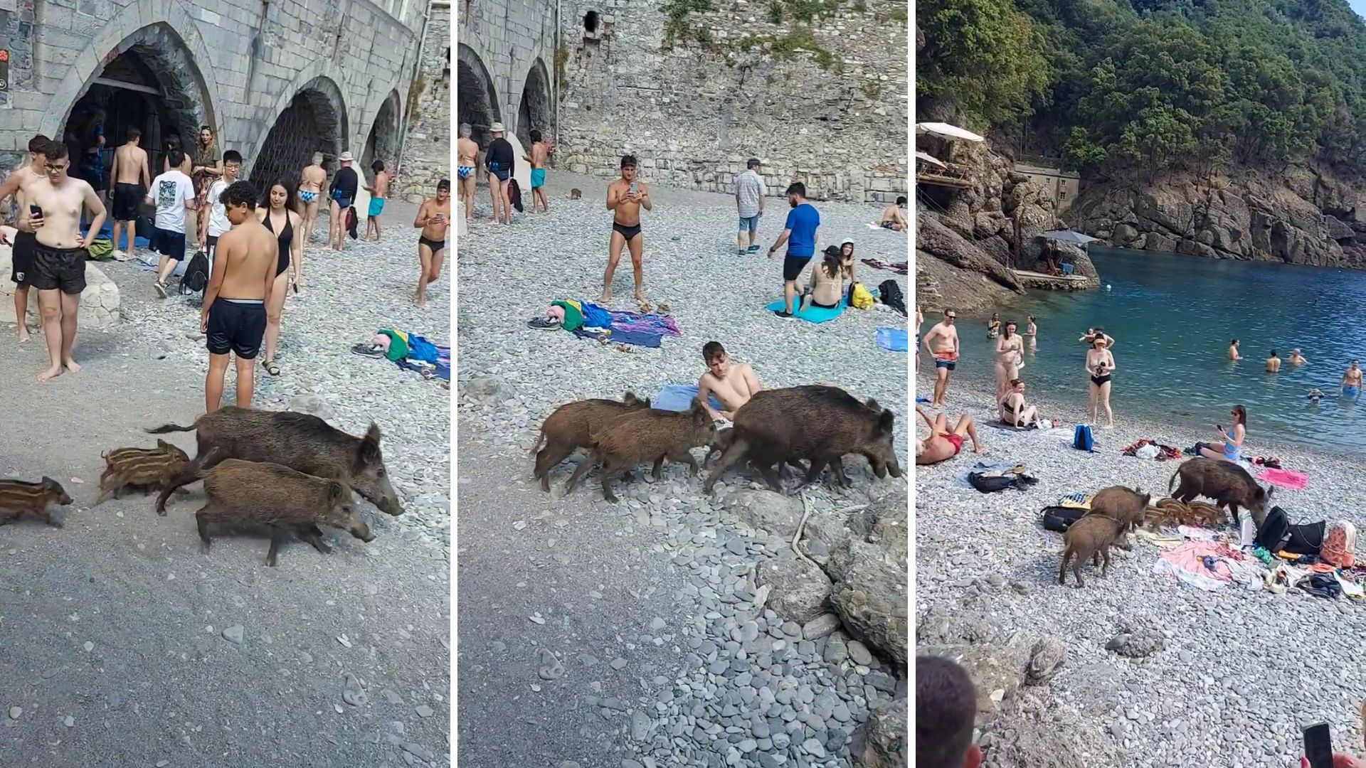 cinghiali spiaggia san fruttuoso