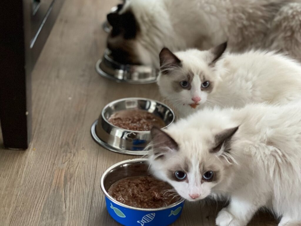 peritonite infettiva felina