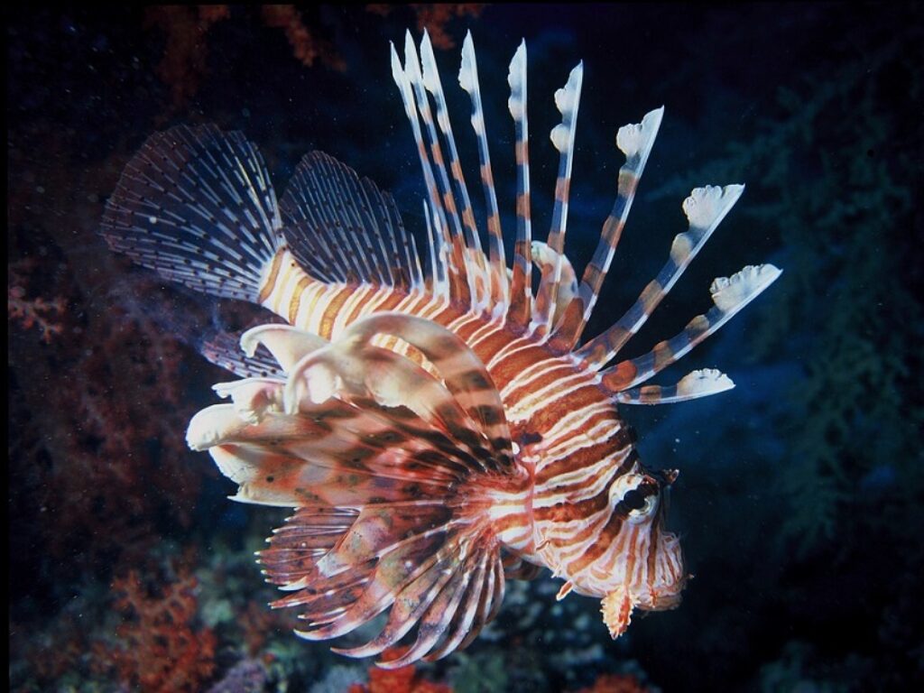 pesce scorpione