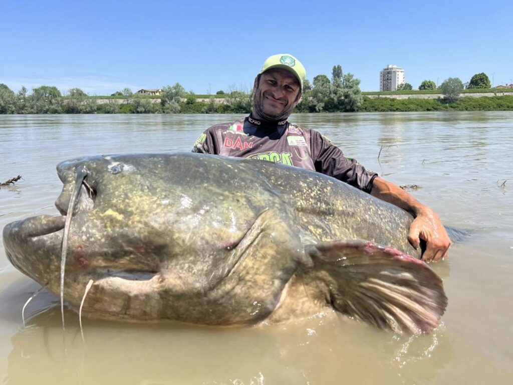pesce siluro