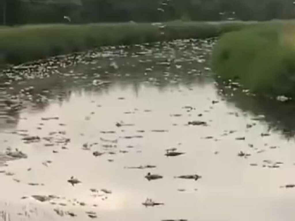 pesci canale ravenna