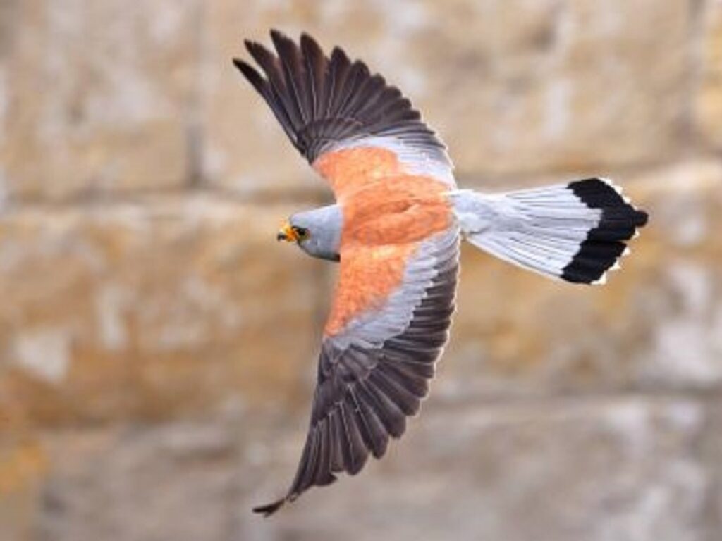 falco grillaio stress termico