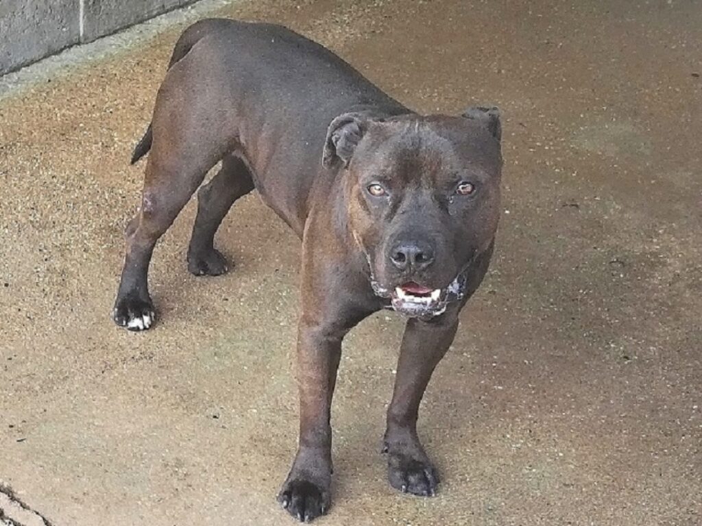 aci pitbull verbania