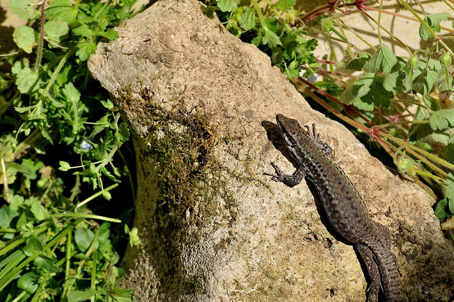lucertola delle eolie