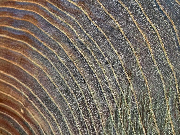 THE GREEN LIBRARY e XILOTECA a Flormart