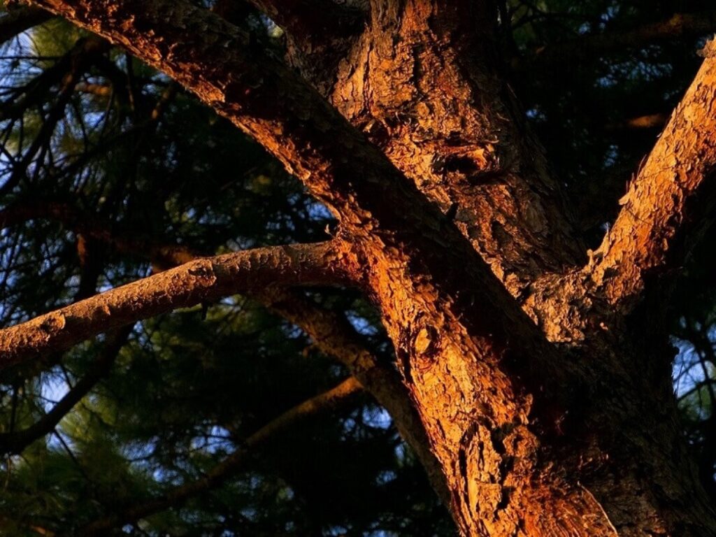 pino san basilio festa degli alberi