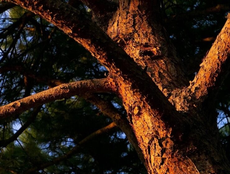 pino san basilio festa degli alberi