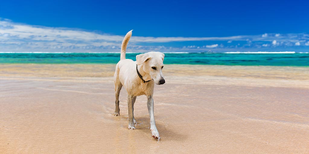 cane in spiaggia